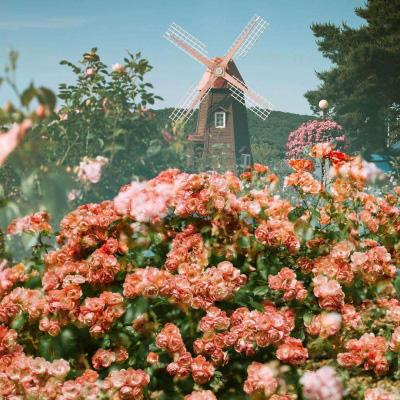 半岛官方APP入口手机app下载